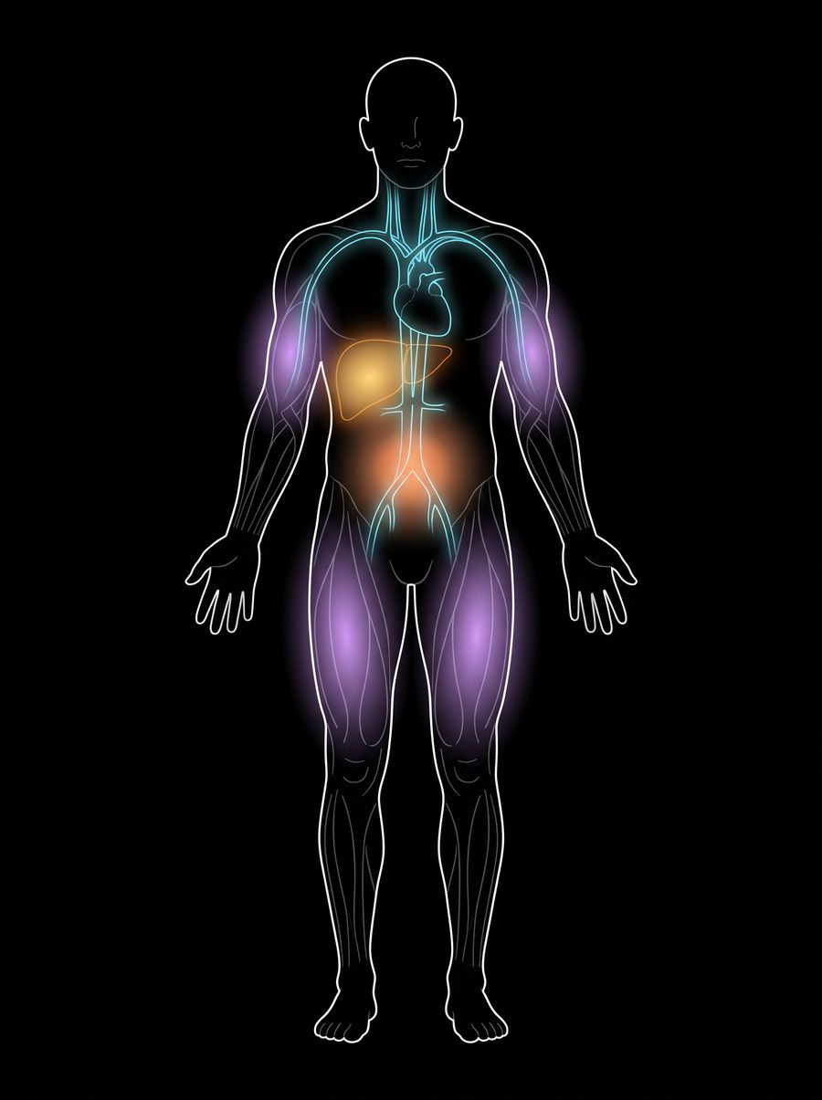 A human figure with four glowing regions: the circulatory network in cyan, the liver in amber, the major muscle groups in violet, and the body's fat layer in orange